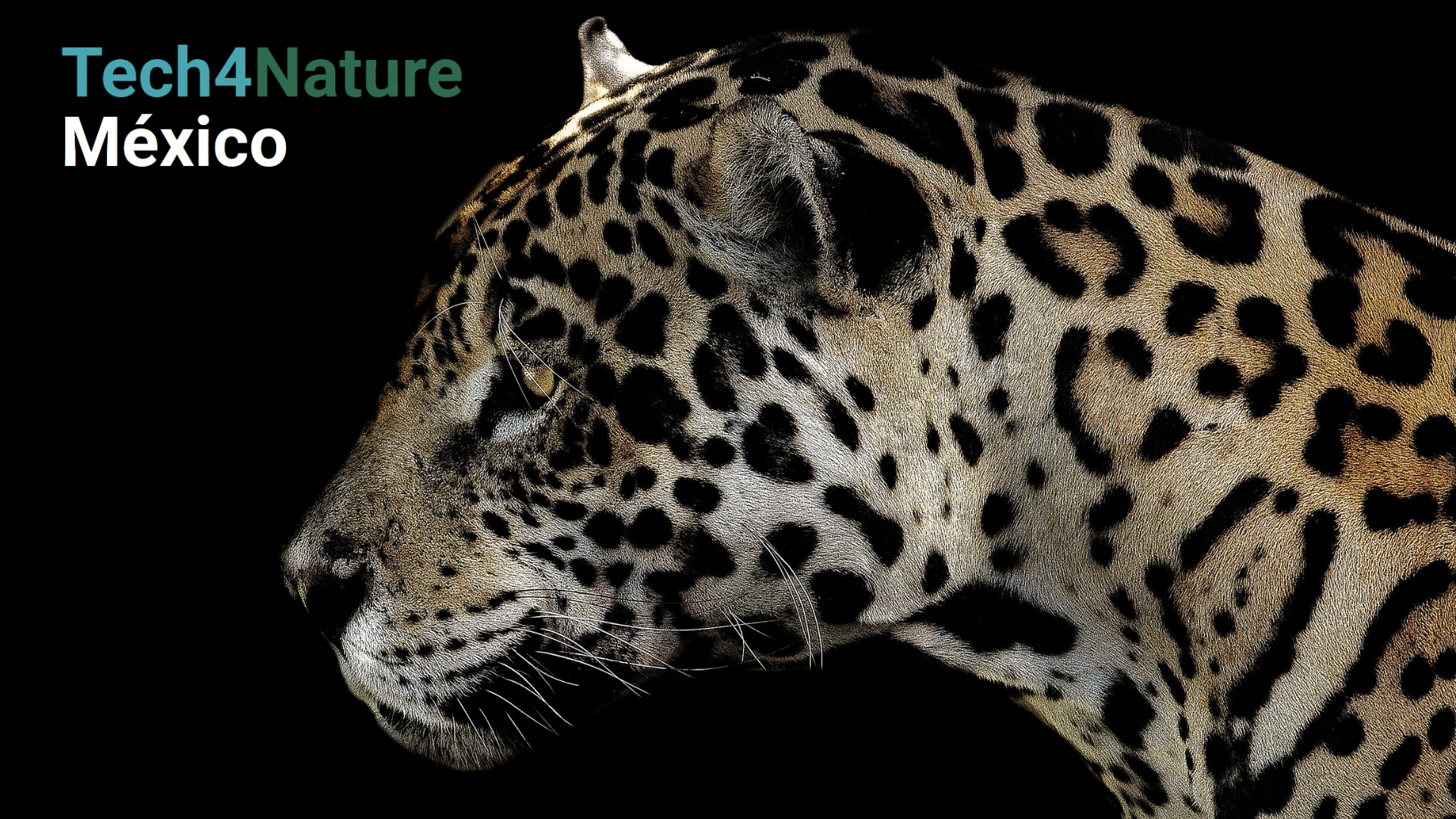 jaguar-home-cover